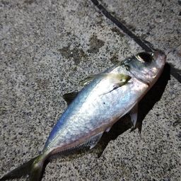 メアジ