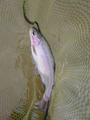 ニジマスの釣果