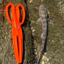 タイワンガザミ