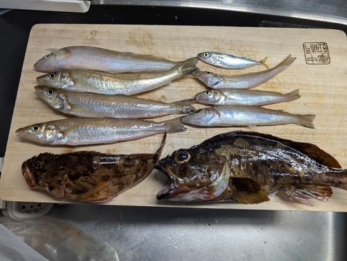 シロギスの釣果