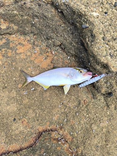 ネリゴの釣果