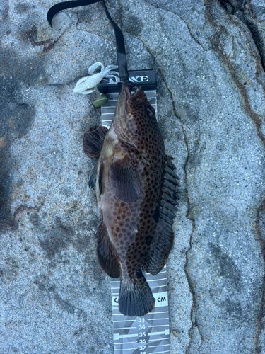 ノミノクチの釣果