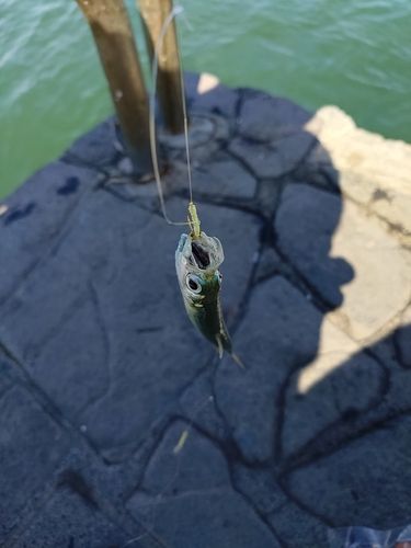 サッパの釣果