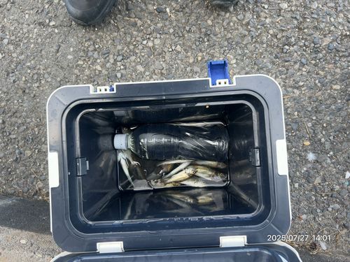 セイゴ（ヒラスズキ）の釣果