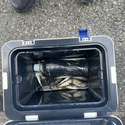 セイゴ（ヒラスズキ）