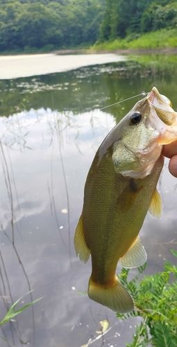ブラックバスの釣果