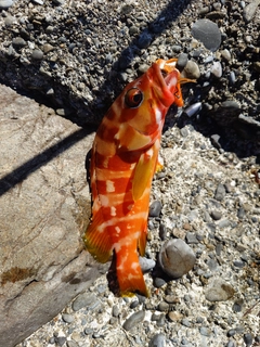 アカハタの釣果