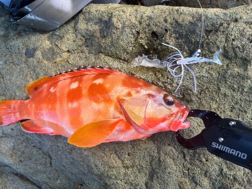 アカハタの釣果