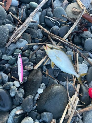 ショゴの釣果