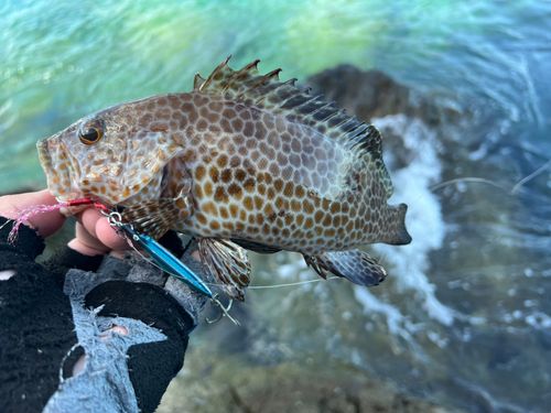 オオモンハタの釣果