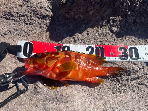 アカハタの釣果