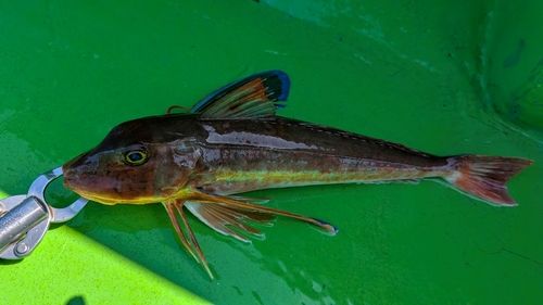 ホウボウの釣果