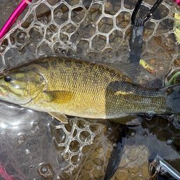 スモールマウスバス