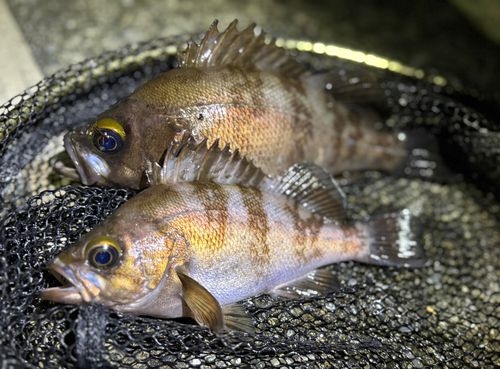 メバルの釣果
