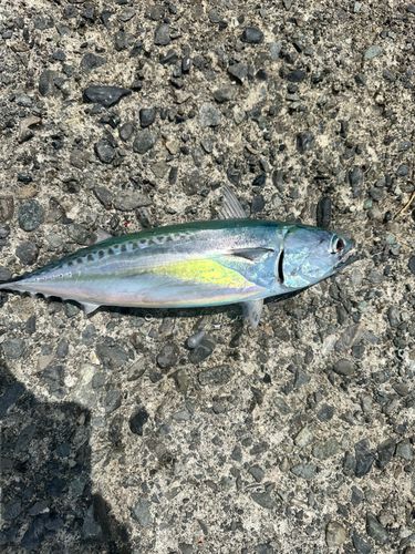 ソウダガツオの釣果