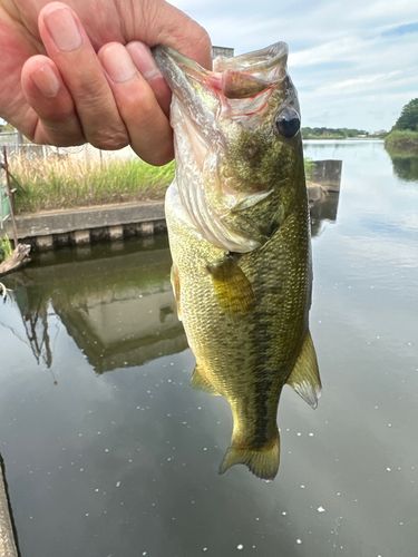 ラージマウスバスの釣果