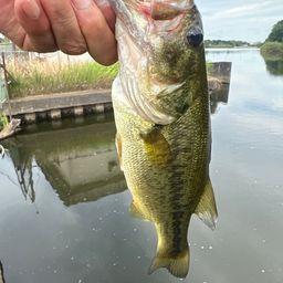 ラージマウスバス