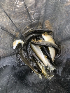 アユの釣果