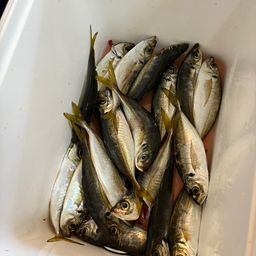 アジ