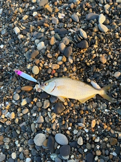 ショゴの釣果