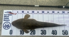 マゴチの釣果