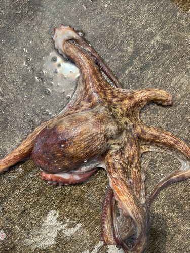 タコの釣果