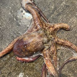タコ