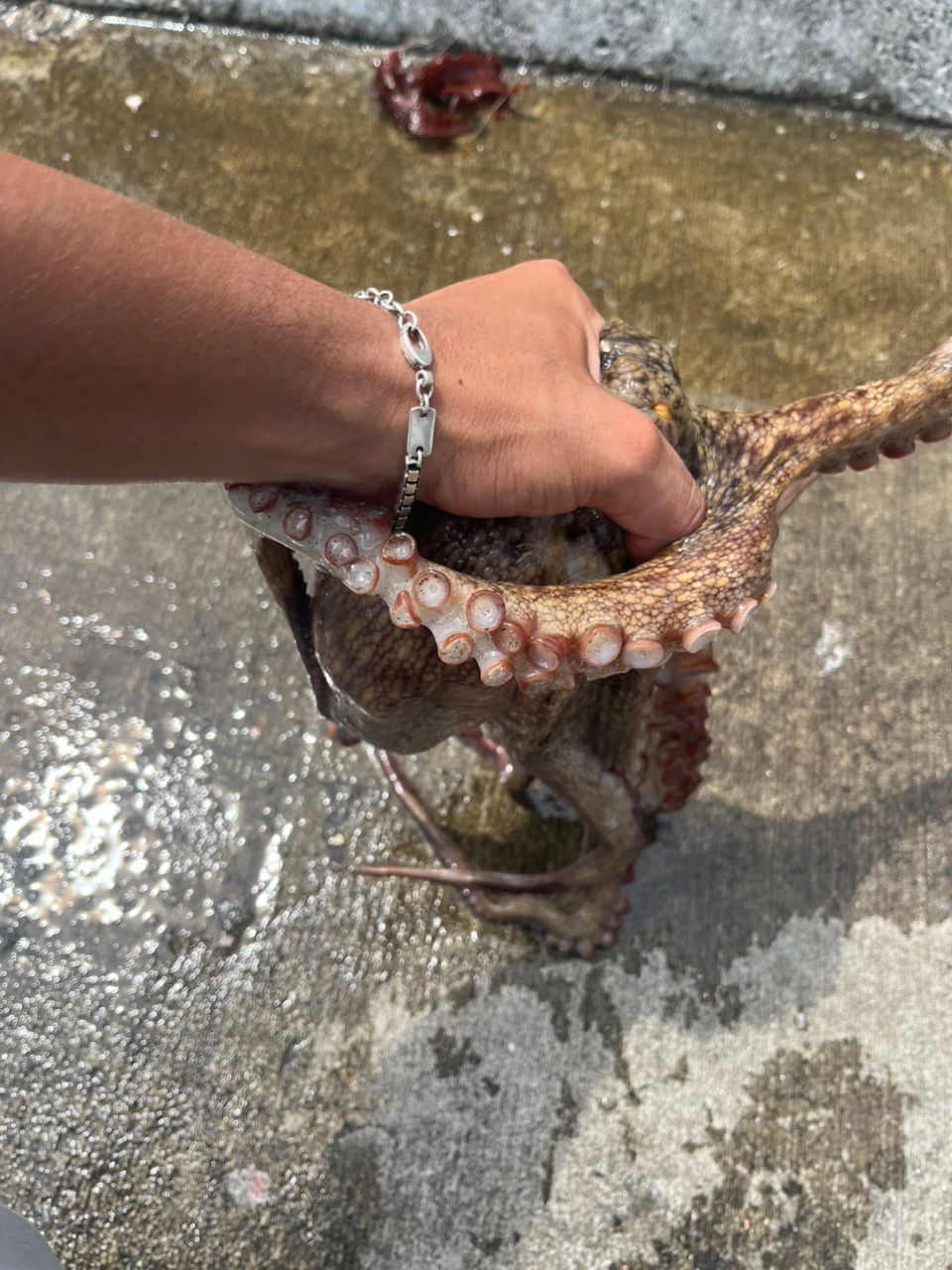 タコ