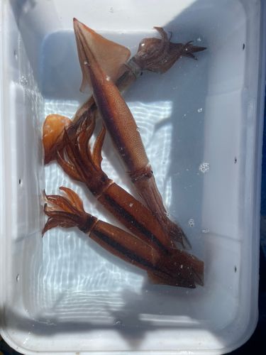 スルメイカの釣果