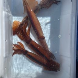 スルメイカ