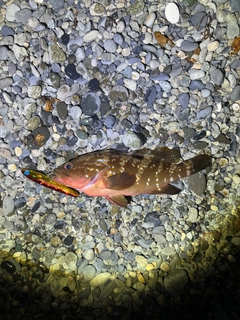 キジハタの釣果