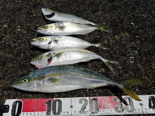イナダの釣果