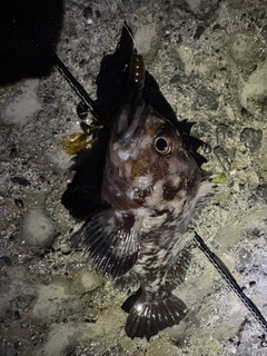 ムラソイの釣果