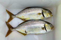 ネリゴの釣果