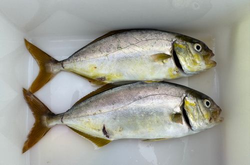 ネリゴの釣果