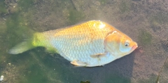 ヘラブナの釣果