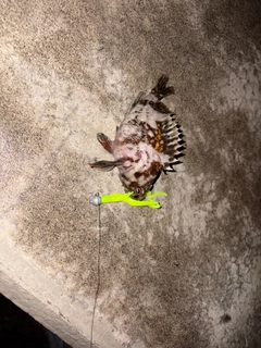 オウゴンムラソイの釣果