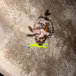 オウゴンムラソイ