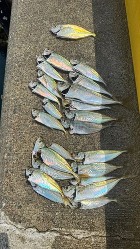 アジの釣果