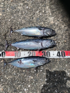 ソウダガツオの釣果