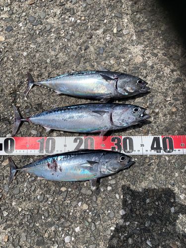 ソウダガツオの釣果