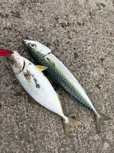 フクラギの釣果