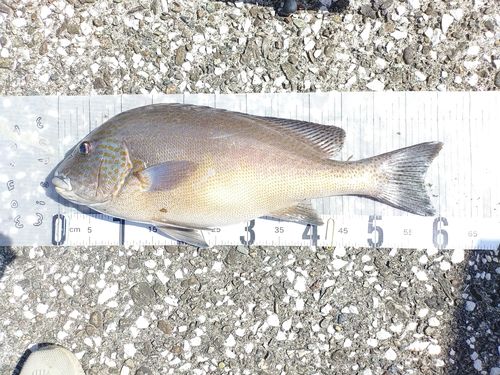 コロダイの釣果