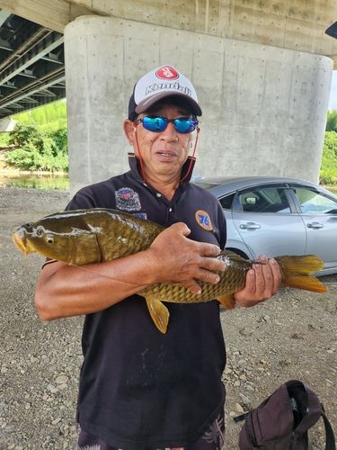コイの釣果