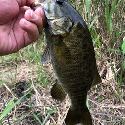 スモールマウスバス