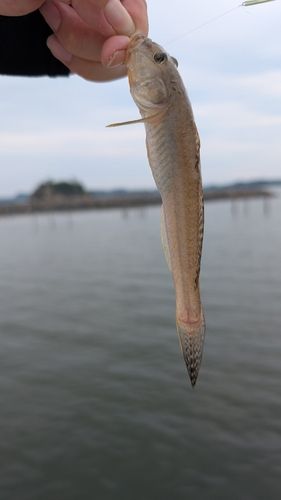 ハゼの釣果