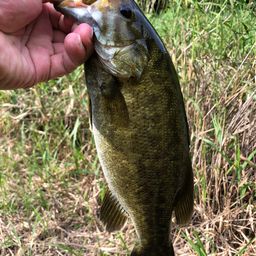 スモールマウスバス