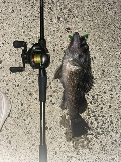 クロソイの釣果
