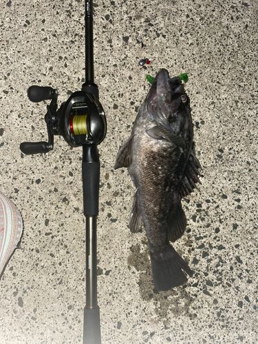 クロソイの釣果