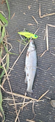 ウグイの釣果